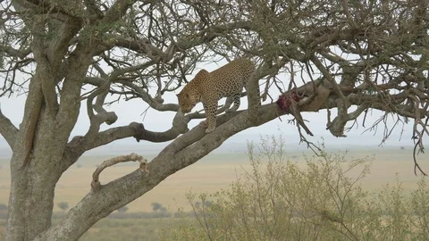 Leopard lying near a carcass in a tree Stock Footage 87488870