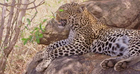 A Leopard lying on rock in dry savannah grassland at midday Stock-Footage 310972230