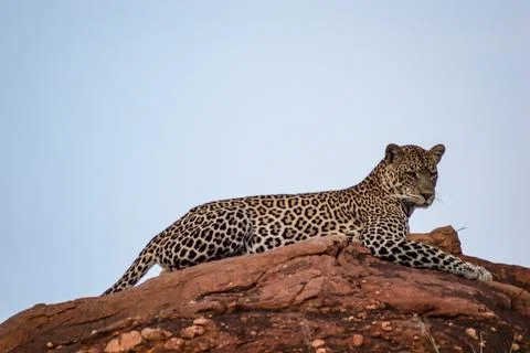 Leopard lying on a rock Stock Photos