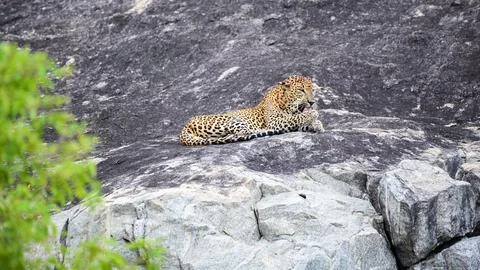 A leopard is lying on a rock while licking its back leg at Yala National Park Stock Photos