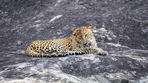 A leopard is lying on a rock while licking its back leg at Yala National Park Stock Photos