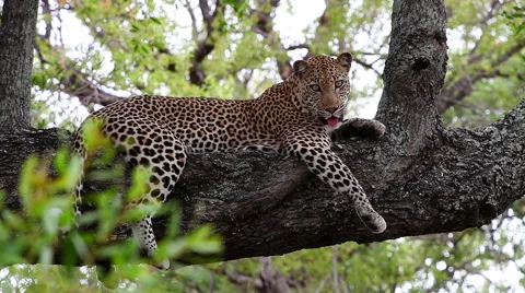 Leopard lying on a thick branch Video stock 65487976