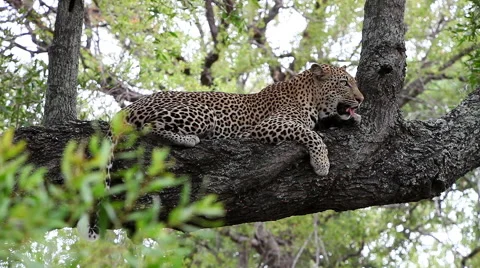 Leopard lying on a thick branch Video stock 65489454