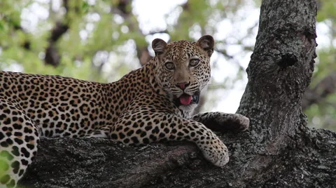 Leopard lying on thick branch in a tree Vídeo Stock 65420361
