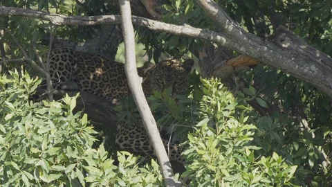Leopard lying on a tree branch at masai mara in kenya 스톡 동영상 111751942
