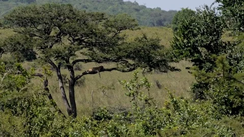 Leopard lying in tree Stock Footage 79071180