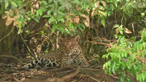 Leopard lying under leafy tree, breathing heavily Stock Footage 322195808