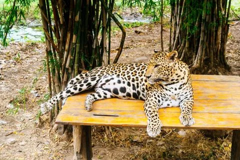 Leopard lying on wood Stock Photos