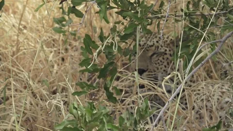 Leopard lying in yellow grass, squinting and panting — Part 2 스톡 동영상 320790397