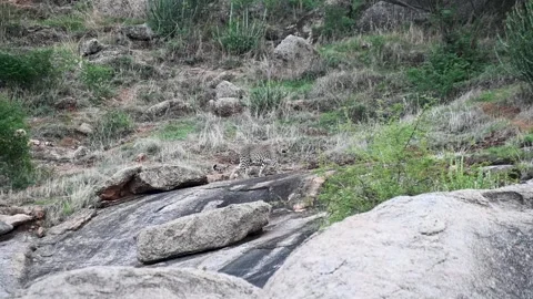 Leopard making her way across the boulders of Jawai national park Stock Footage 282442495