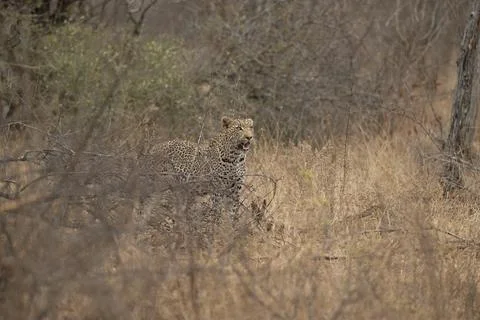 Leopard making its way through the south african bush Stock Photos