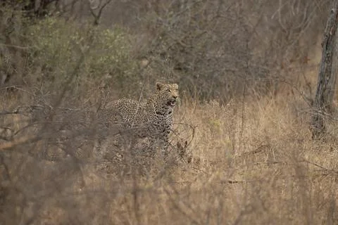 Leopard making its way through the south african bush Stock Photos