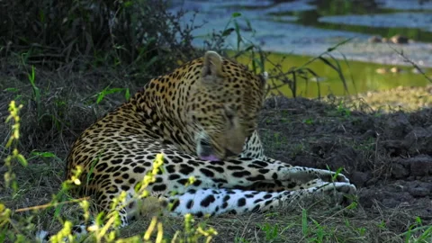 	A leopard at Mala Mala Game Reserve, Kruger National Park Stock Footage 309651599