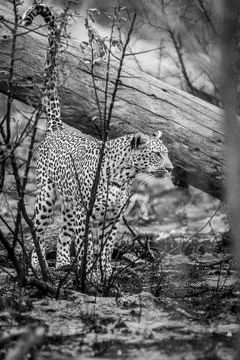 Leopard marking territory on a dead tree. Foto stock