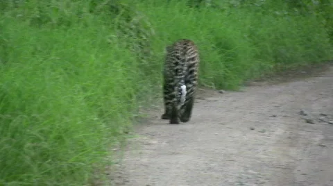 Leopard marking territory Stock Footage 700177