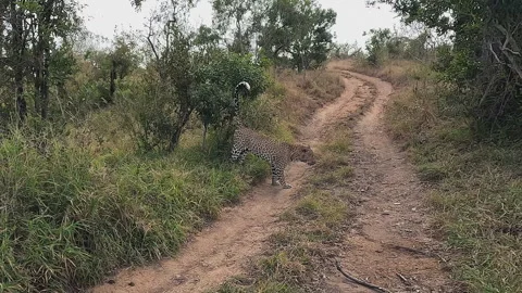Leopard marks his territory, spraying shrub beside rustic dirt road Stock Footage 341324192