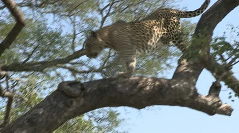 Leopard in marula tree Stock Footage 22782184
