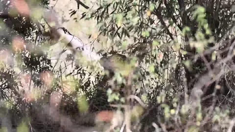 Leopard in Masai Mara Stock Footage 250454497