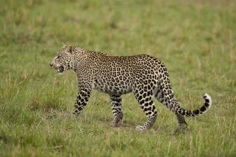 Leopard in Masai Mara 库存照片