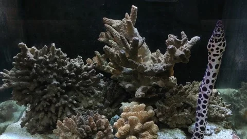 Leopard moray eel in an aquarium against the background of corals Video stock 208767182