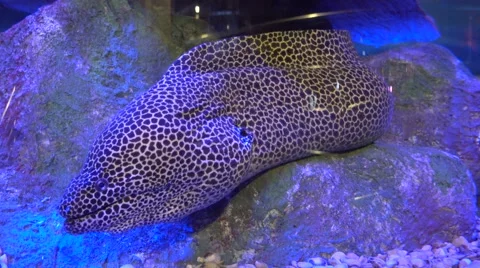Leopard moray eel in aquarium Video stock 68342937