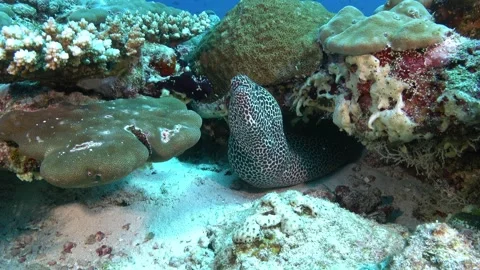 Leopard moray eel in a colourful coral reef - Maldives underwater Video stock 275191630