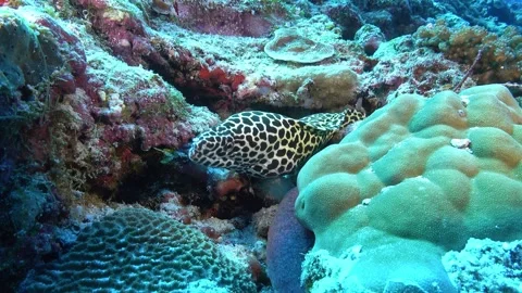 Leopard moray eel in a coral reef - Maldives underwater Video stock 275191550