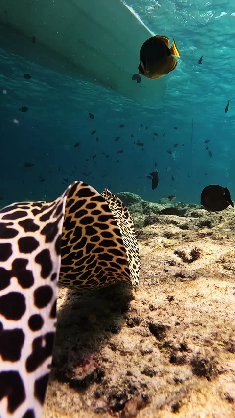 Leopard moray eel crawls into a burrow Vídeo Stock 286718168