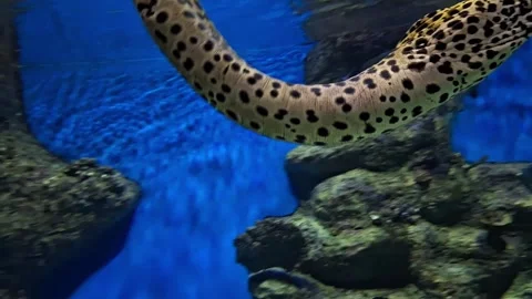 Leopard moray eel emerging from coral in a vibrant aquarium setting Stock Footage 287918001