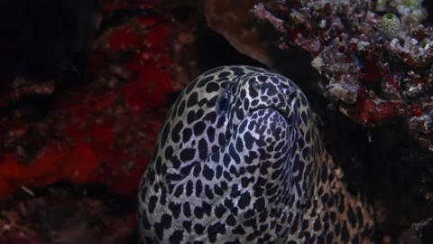 Leopard moray eel Video stock 313381119
