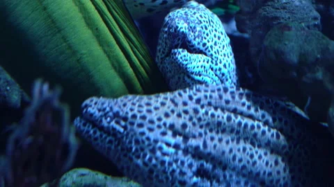Leopard moray eel Gymnothorax Video stock 164665436