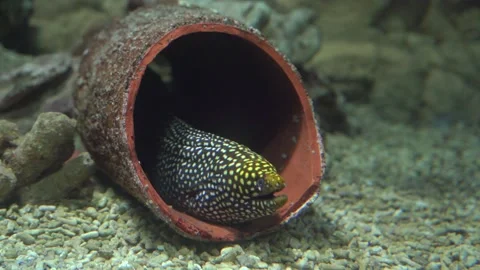 Leopard moray eel has become quiet while hunting or resting in fragments of an Video stock 160941185