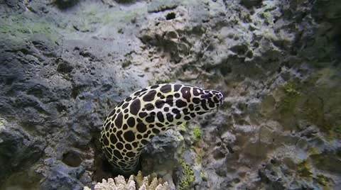 A Leopard Moray Eel Hides Amongst Rocks Stock Footage 10995490