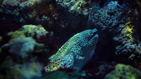 Leopard Moray eel leans out of the cave  스톡 동영상 127770968