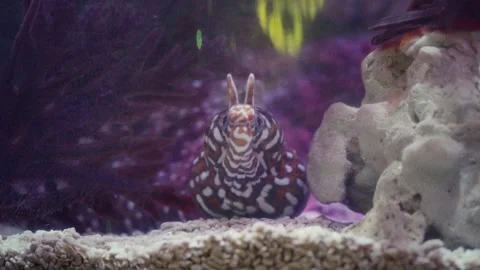 Leopard moray eel opening mouth and showing teeth in aquarium tank Video stock 332723155