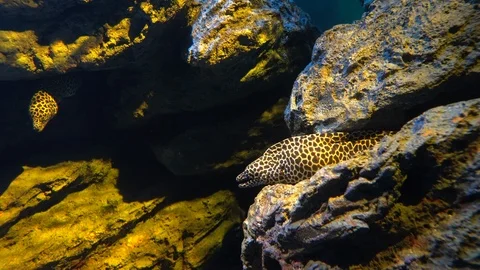 Leopard moray eel or Dragon moray opens mouth and hiding in the rock cleft Video stock 100126666