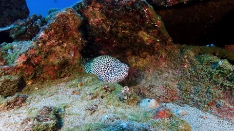 Leopard moray eel peeking from reef crevice in Mauritius waters. Stock Footage 310950801
