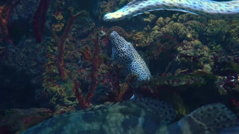 Leopard moray eel peeking from rocky coral reef underwater, aquatic life mo.. Stock Footage 336731688