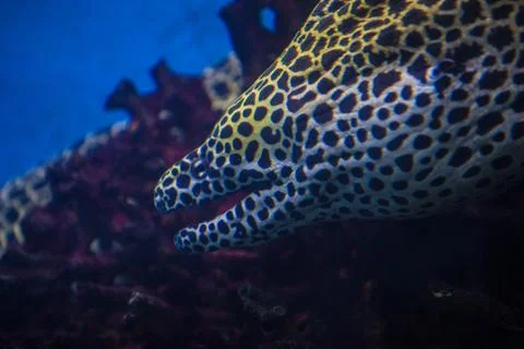 Leopard moray eel Stock Photos