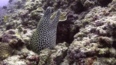 Leopard moray eel - Scuba diving in a Maldives reef Video stock 171707521
