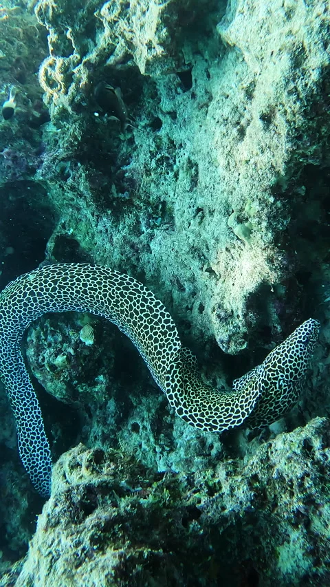 Leopard moray eel swimming among corals Stock Footage 286738918