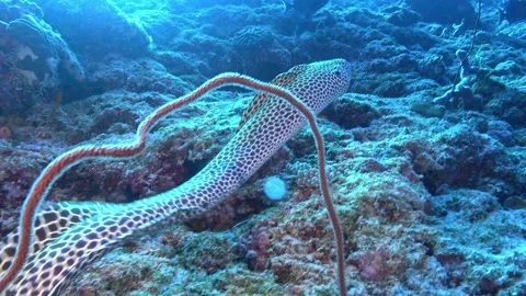 Leopard moray eel swimming over the seabed - Maldives underwater wildlife Video stock 273166179