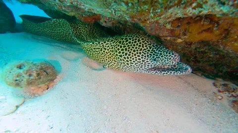 Leopard moray eel under rock on tropical coral reef Stock Footage 194626867