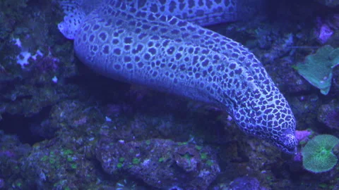 Leopard moray eel underwater Video stock 261618459