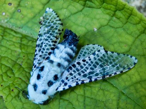 Leopard Moth. Stock Photos