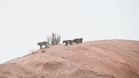 Leopard mother and all her cubs in the open in Jawai national park Stock Footage 289845281