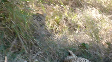 Leopard mother and Cub affection Stock Footage 35472769