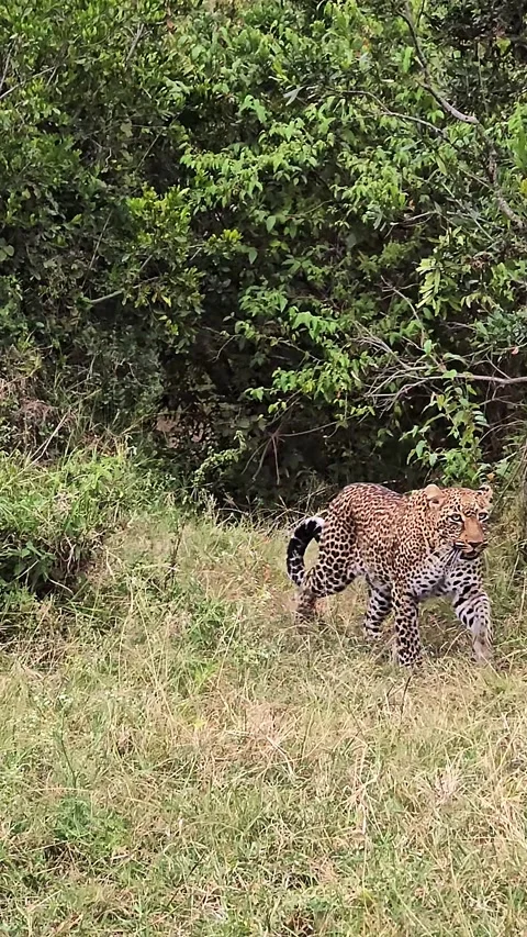 Leopard mother and cub running in the savannah	 Stock Footage 305517131