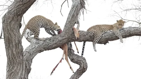 Leopard mother and cub in a tree feeding Stock Footage 160603011