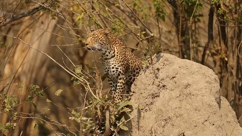 Leopard mother calling out atop termite mound 스톡 동영상 119277699